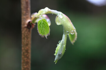 キリシマミズキ