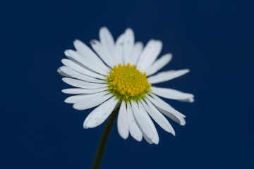 Detail / Makro der Bl&uuml;te eines G&auml;nsebl&uuml;mchen (lat. Bellis perennis), freigestellt vor dunkelblauem Hintergrund