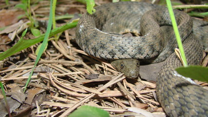 Close up of Snake .
Closeup of water snake is a non venomous. 
Snake in the woods,...