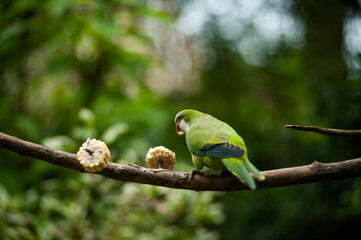 green parrot on a branch