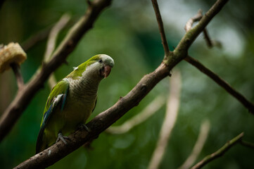 green parrot on branch