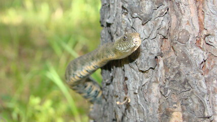 Close up of Snake .
Closeup of water snake is a non venomous. 
Snake in the woods, forest
Veterinarian exotic.
Veterinarian wildlife.
veterinary medicine.
animal, animals, reptile.