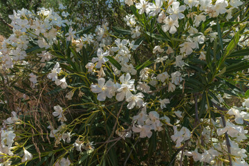 white flowers on a bush in the field
