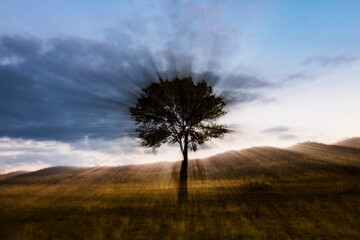 tree in the fog