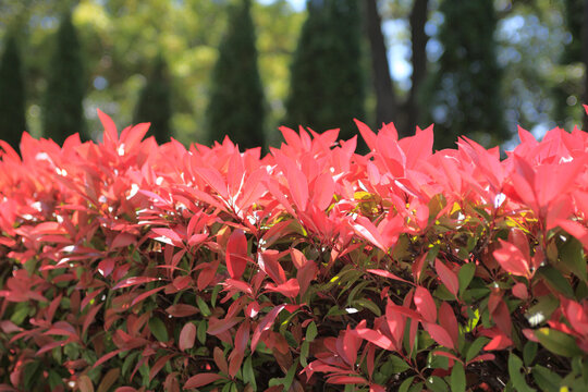 ベニカナメ の画像 33 件の Stock 写真 ベクターおよびビデオ Adobe Stock