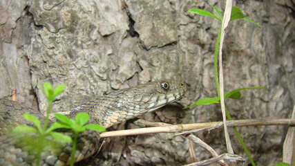 Close up of Snake .
Closeup of water snake is a non venomous. 
Snake in the woods, forest
Veterinarian exotic.
Veterinarian wildlife.
veterinary medicine.
animal, animals, reptile.
