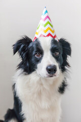 Funny portrait of cute smiling puppy dog border collie wearing birthday silly hat looking at camera isolated on white background. Happy Birthday party concept. Funny pets animals life.