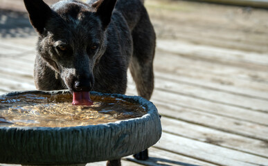 This blue heeler dog prefers to steal bird bath water rather than drink water from her own watering bowl. Bokeh effect.