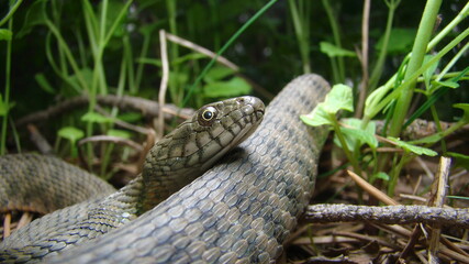 Close up of Snake .
Closeup of water snake is a non venomous. 
Snake in the woods, forest
Veterinarian exotic.
Veterinarian wildlife.
veterinary medicine.
animal, animals, reptile.