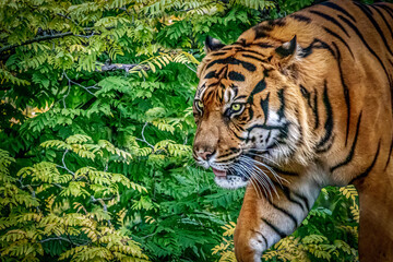 a tiger in the jungle