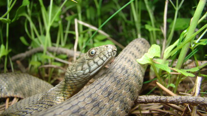 Close up of Snake .
Closeup of water snake is a non venomous. 
Snake in the woods, forest
Veterinarian exotic.
Veterinarian wildlife.
veterinary medicine.
animal, animals, reptile.