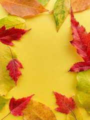 Naklejka na ściany i meble Autumn leaves on a yellow paper background. Frame from leaves. High quality photo