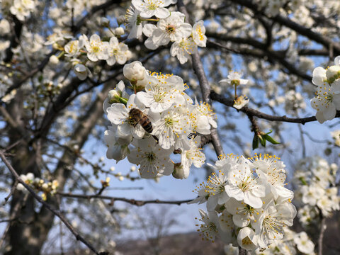 Closeup photo of a cherry tree and with a bee