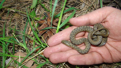 Close up of Snake .
Closeup of water snake is a non venomous. 
Snake in the woods, forest
Veterinarian exotic.
Veterinarian wildlife.
veterinary medicine.
animal, animals, reptile.