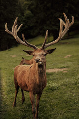 Naklejka na ściany i meble Beautiful male red deer in the forest.