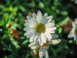 Daisy Flower