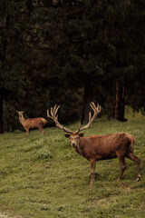 Naklejka na ściany i meble Beautiful male and female red deer in the forest.Wildlife concept