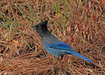 Stellar's Jay (Cyanocitta stelleri) isolated against background of fall colors