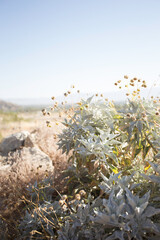 Fototapeta premium Palm Springs Landscape