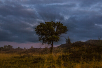 clouds over the forest