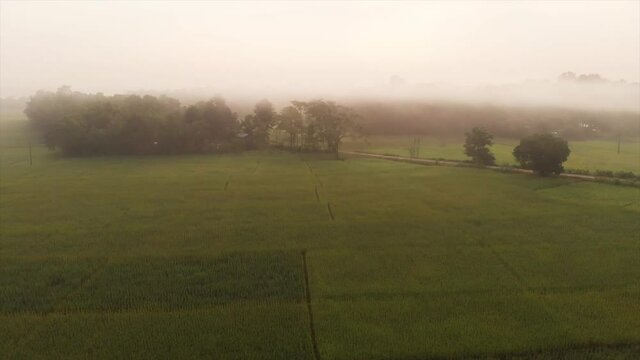 revealing shot of paddy fields filled with morning mist