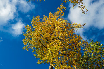 Fototapeta premium Beautiful view of over autumn colorful tree tops on blue sky background. Gorgeous nature background.