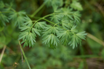 Aethusa cynapium