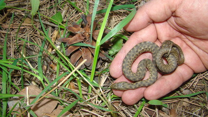 Fototapeta premium exotic veterinarian Close up of Snake Closeup water snake is non venomous Veterinarian examining a snake Handling snake, in the hand. wildlife veterinarian veterinary medicine animal, animals, reptile