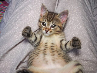 Silly kitty laying on her back holding her paws out like she's holding a steering wheel.