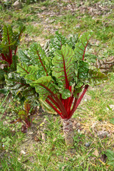 Swiss chard