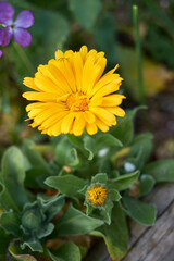 Calendula officinalis