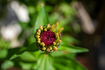 Capullo de margarita
