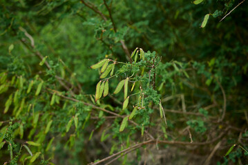 Cytisophyllum sessilifolium