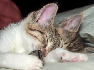 Two kittens snuggled up asleep