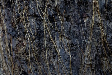 Fototapeta na wymiar Small tree roots covered on bark of old tree