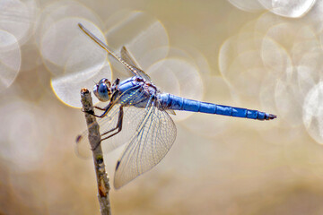 Blaue Libelle