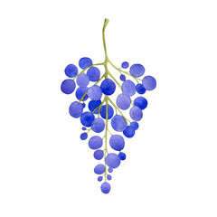 Watercolor grape bunch isolated on a white background. Hand drawn illustration. Sweet ripe berries. Single object