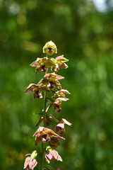Epipactis helleborine