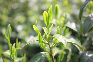 茶の新芽