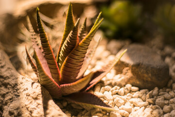 Pequeñas plantas