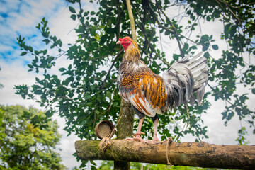 Gallos de pelea con plumas coloridas. Animales bien entrenados