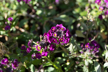 Flores lilas de jardín