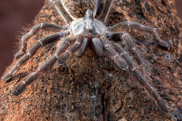 Ceratogyrus darlingi ready to attack