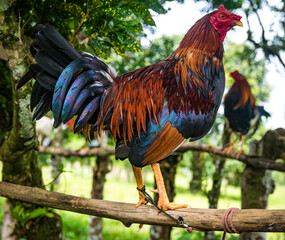 Gallos de pelea con plumas coloridas. Animales bien entrenados