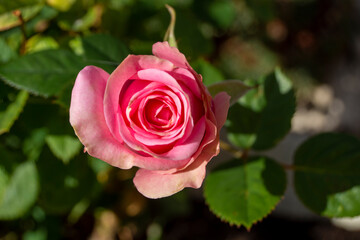 Rosa de jardín de color rosa