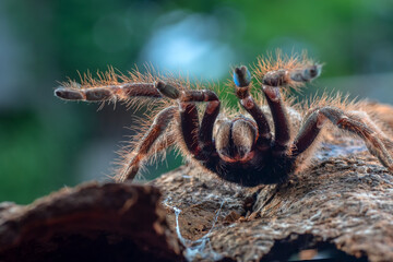 Ceratogyrus darlingi ready to attack