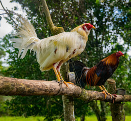 Gallos de pelea con plumas coloridas. Animales bien entrenados