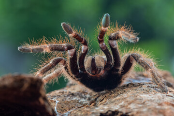 Tarantula in attack pose