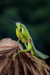 Green mantis on tree branch