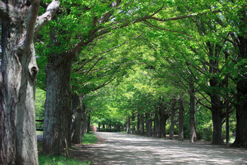 新緑のイチョウ並木